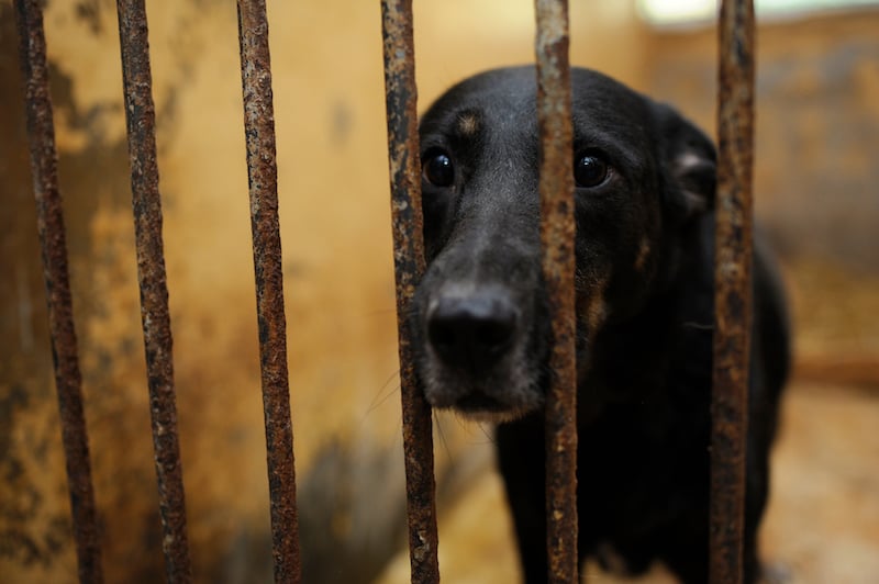 Le projet de loi sur le bienêtre animal propose d